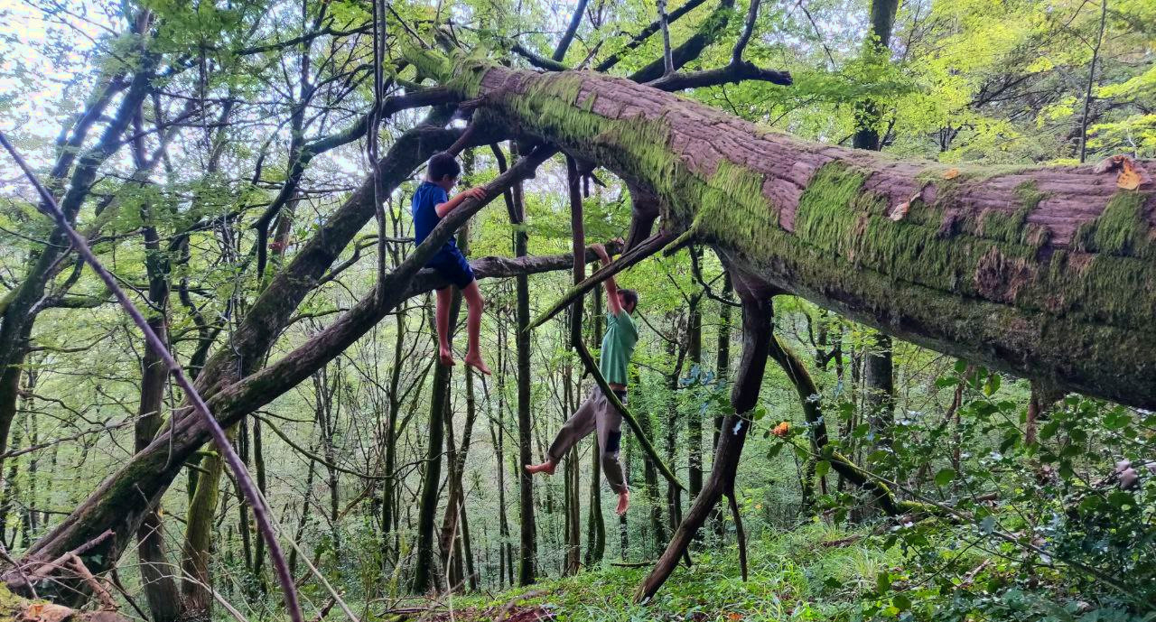 Grimpe Arboricole 03 2 personnes dans un charme