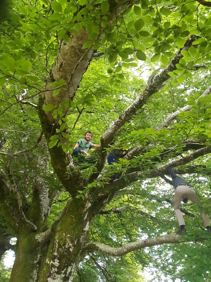 grimpe arboricole 02 grimpe arboricole